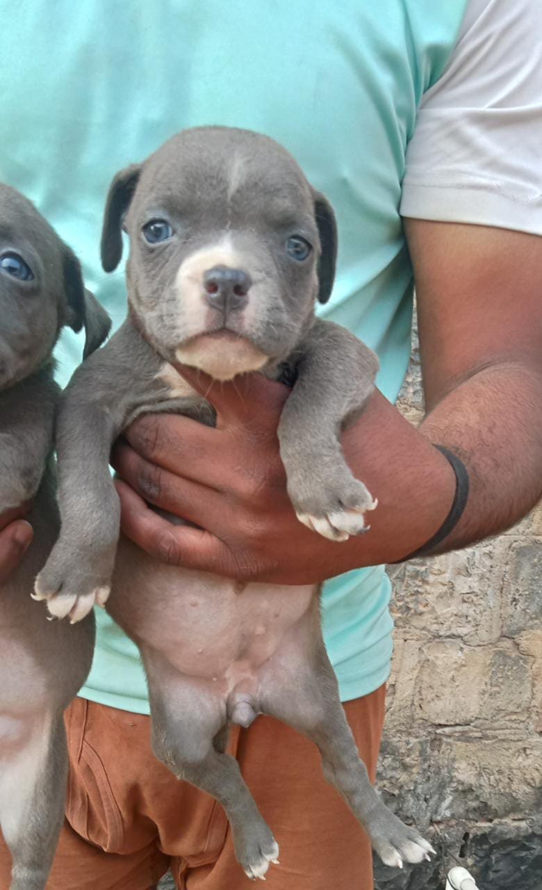 Buy Male Pitbull Puppy from Vizag